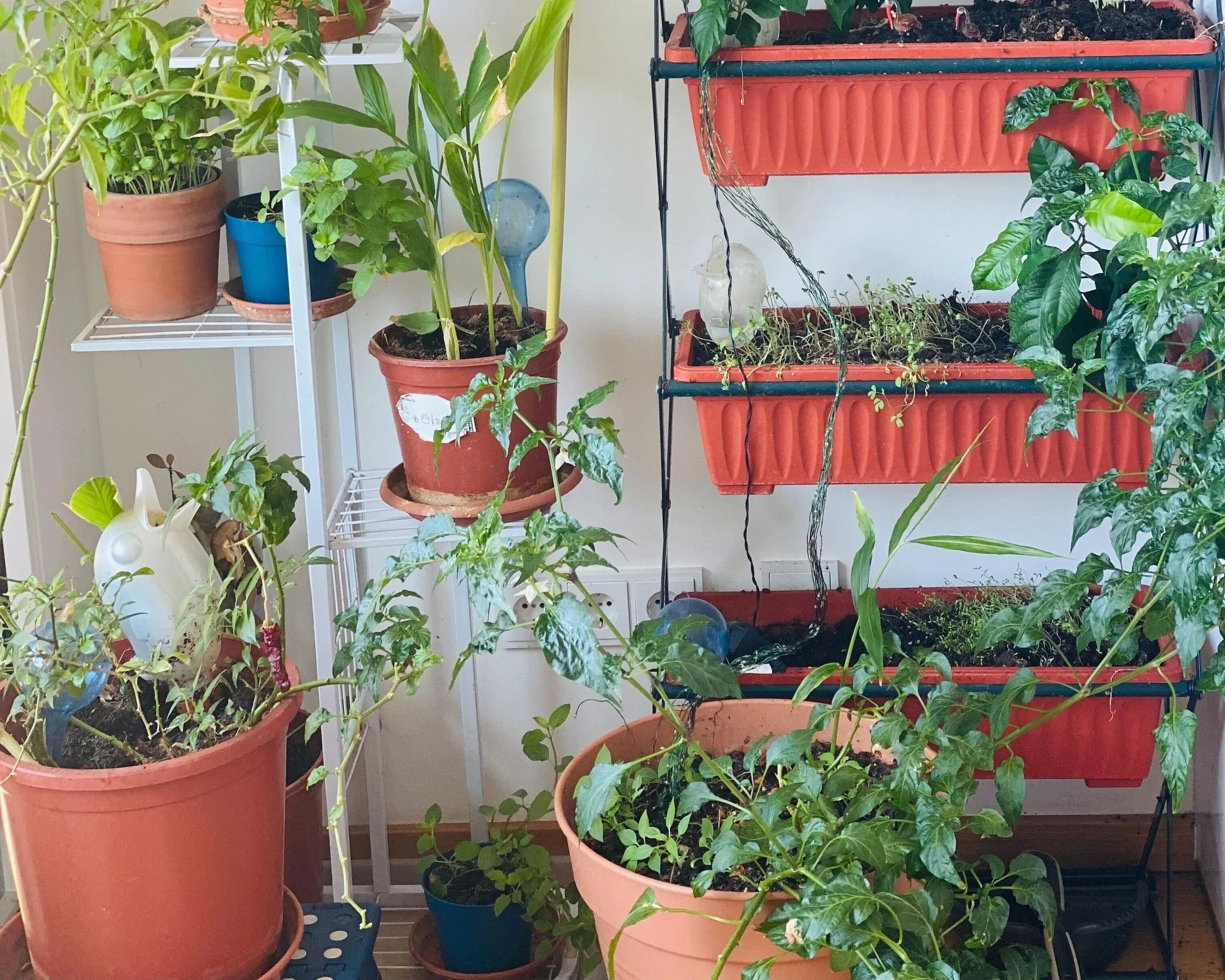 Tips to Maintain your Herb Garden