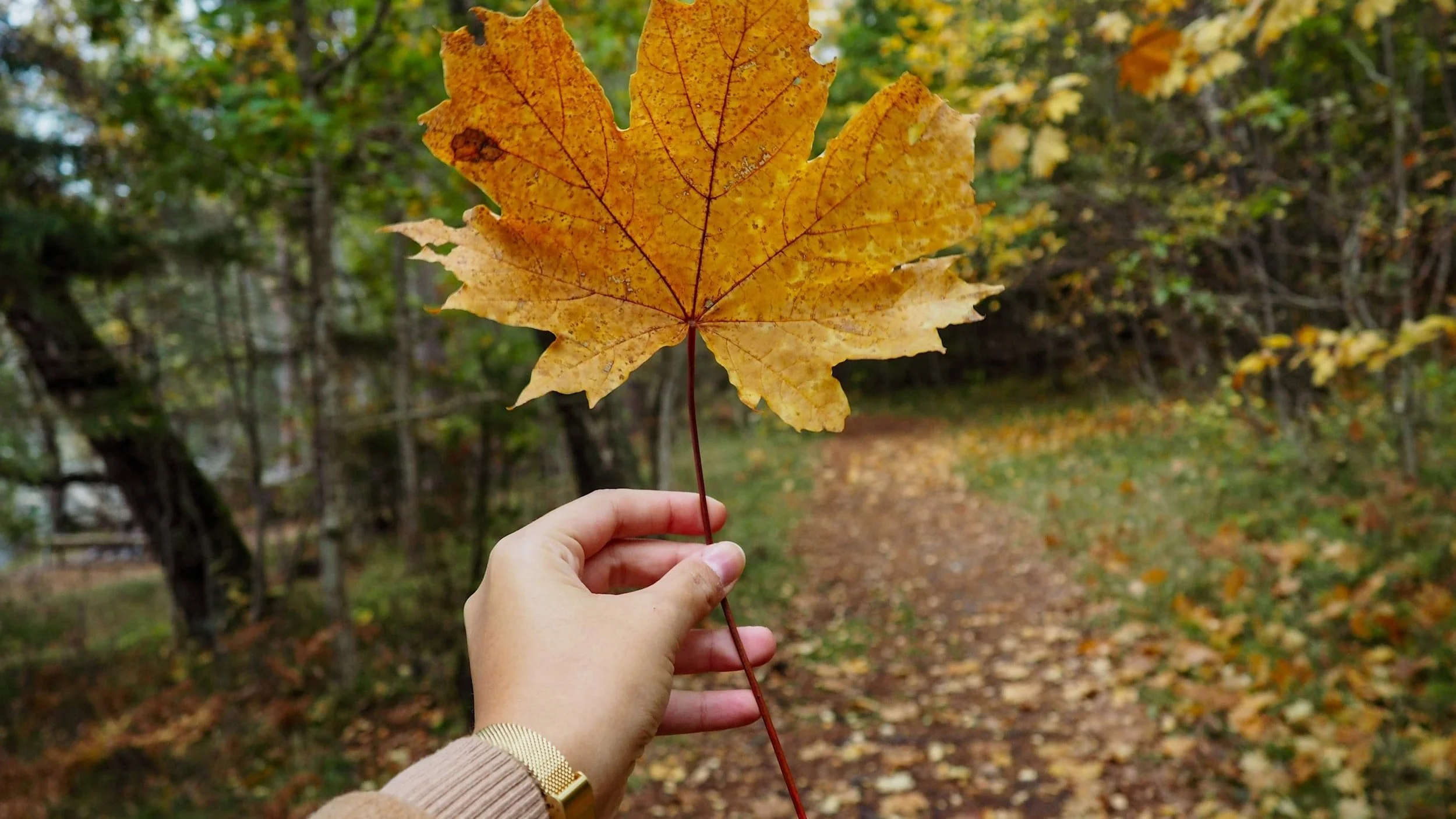 Fun Virtual Event for the teams of Cabinetwork Group