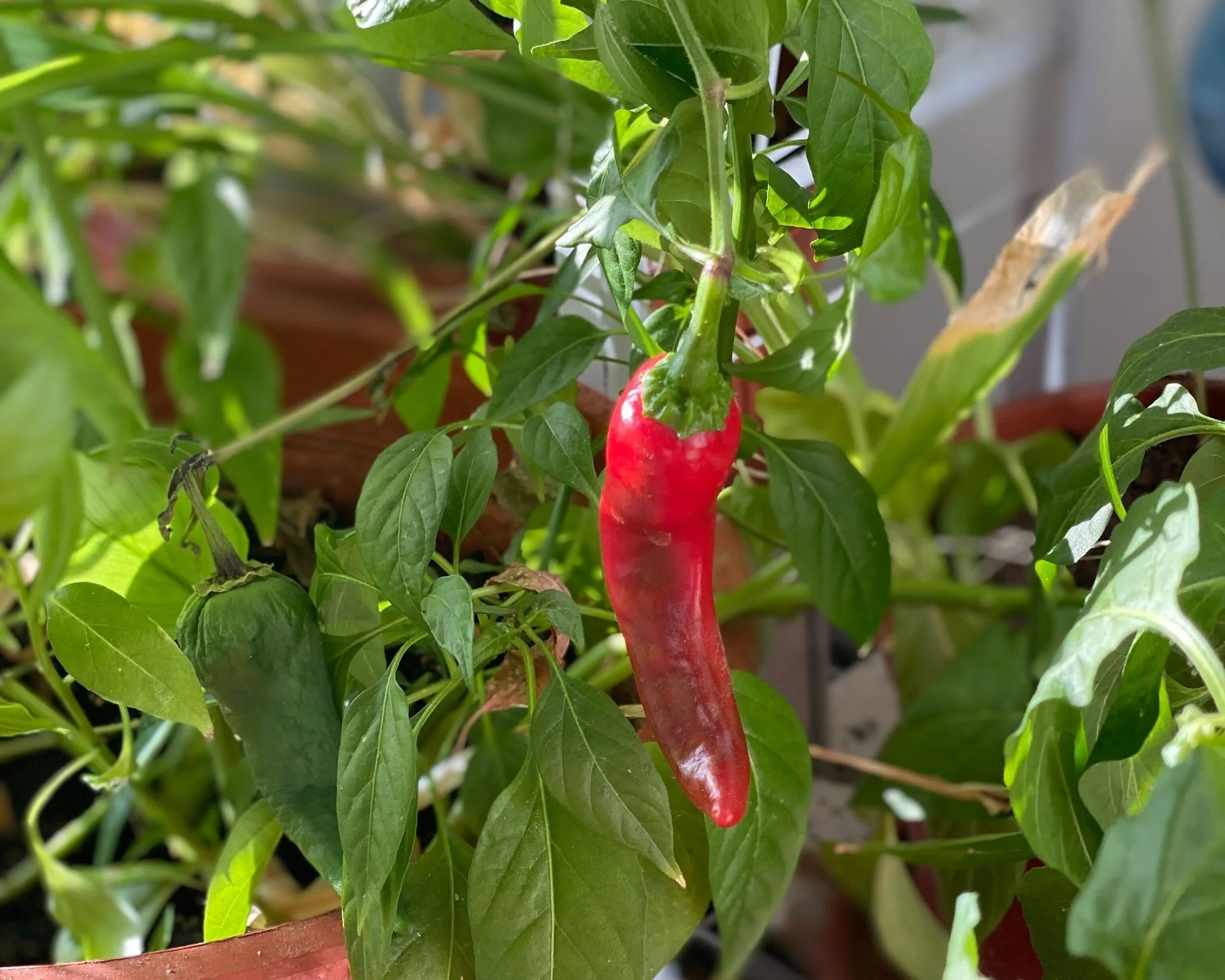  My herb garden is one of the most appreciated part of our online events 