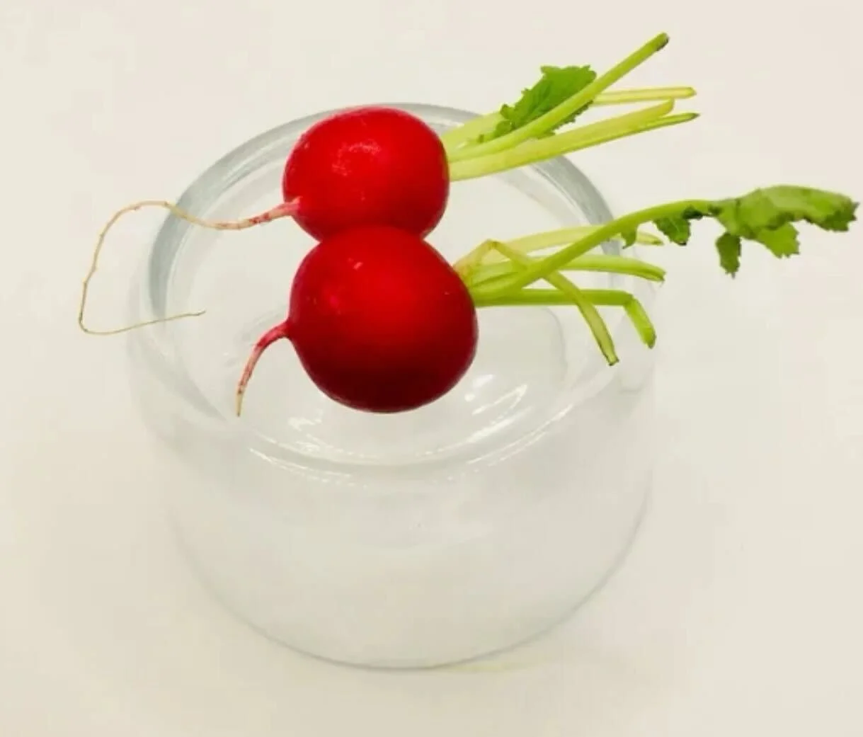                      Radish is my new favourite Snack, and yes I took that picture. 