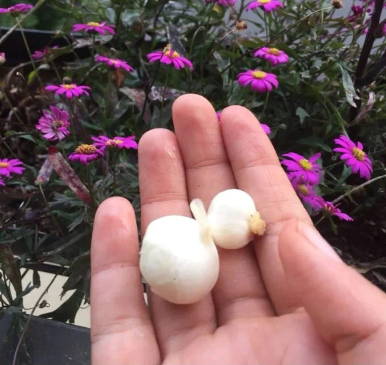                                                   My First Garlic Harvest 