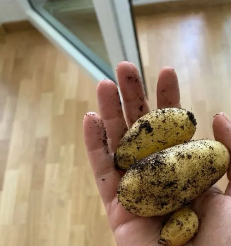                                        =     Harvesting is satisfying 