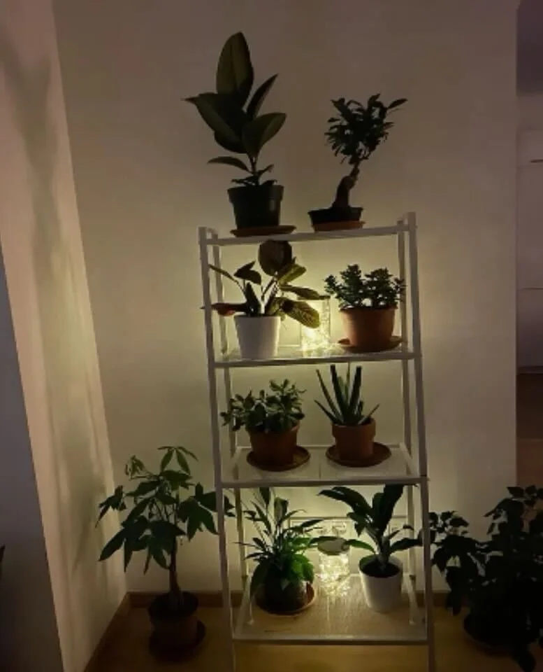                                                 Christmas lights in those jars 