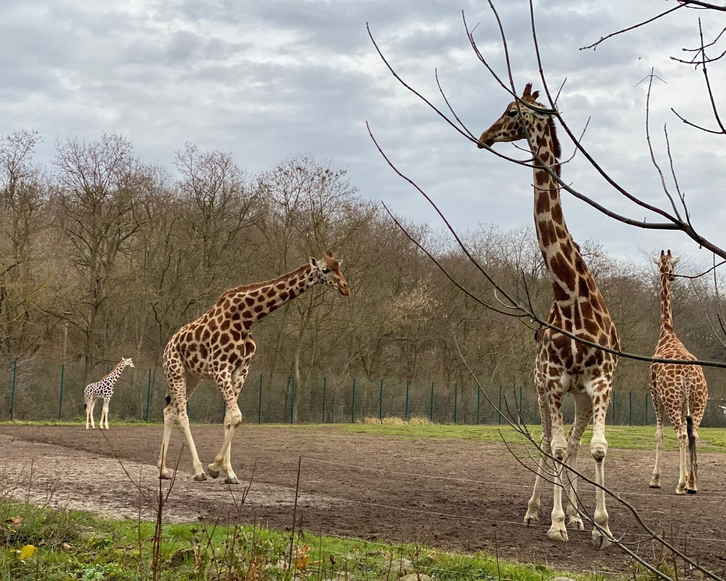  Communication is the basis of all living beings  