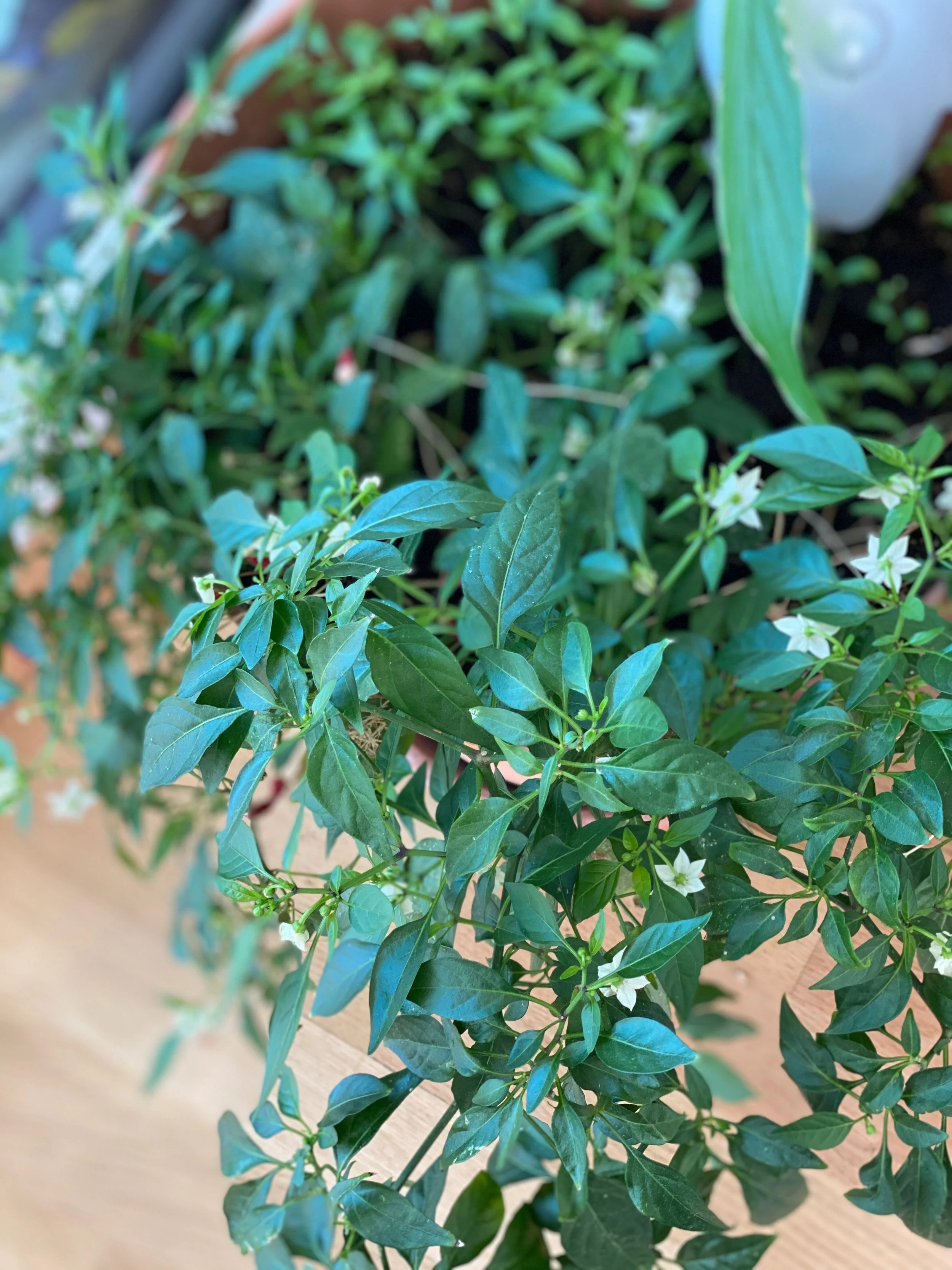  A cozy snap of my herb garden 